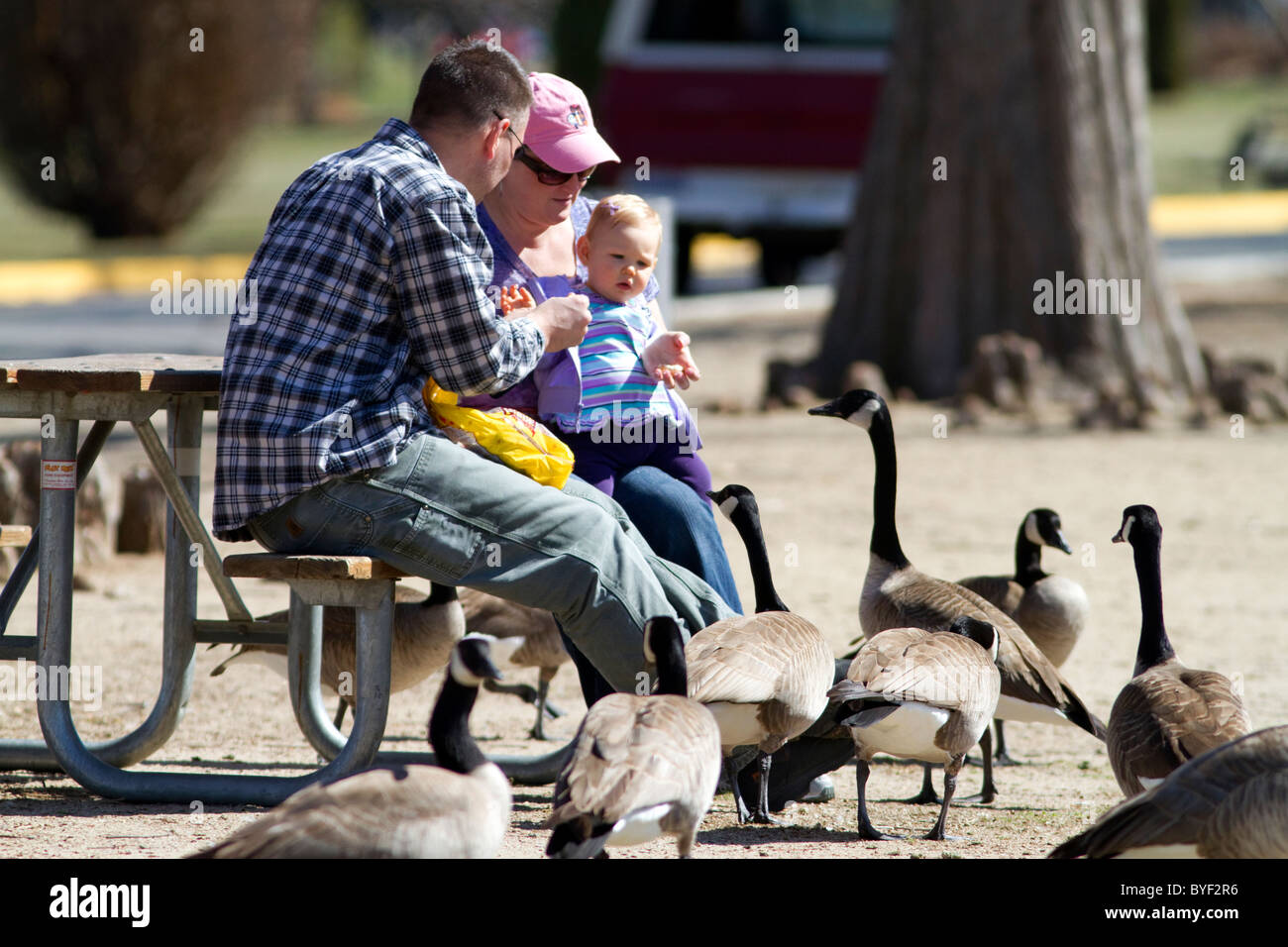 Eine Familie, die Fütterung kanadische Gänse bei Ann Morrison Park in Boise, Idaho, USA. Stockfoto