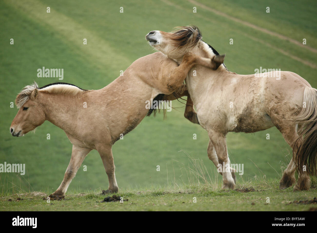 Kämpfende Fjordpferde / Pferde kämpfen Stockfoto