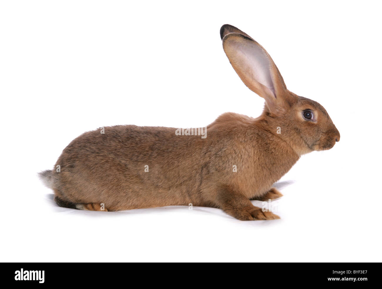 Riesen Haus Kaninchen sitzen studio Stockfoto