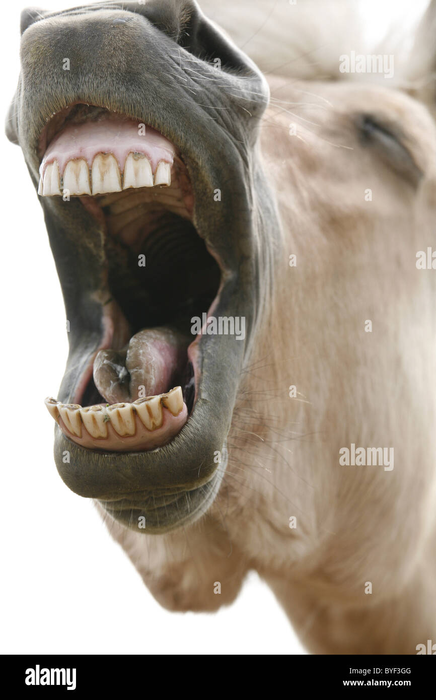 Lachendes Pferd / Lachen Pferd Stockfotografie - Alamy