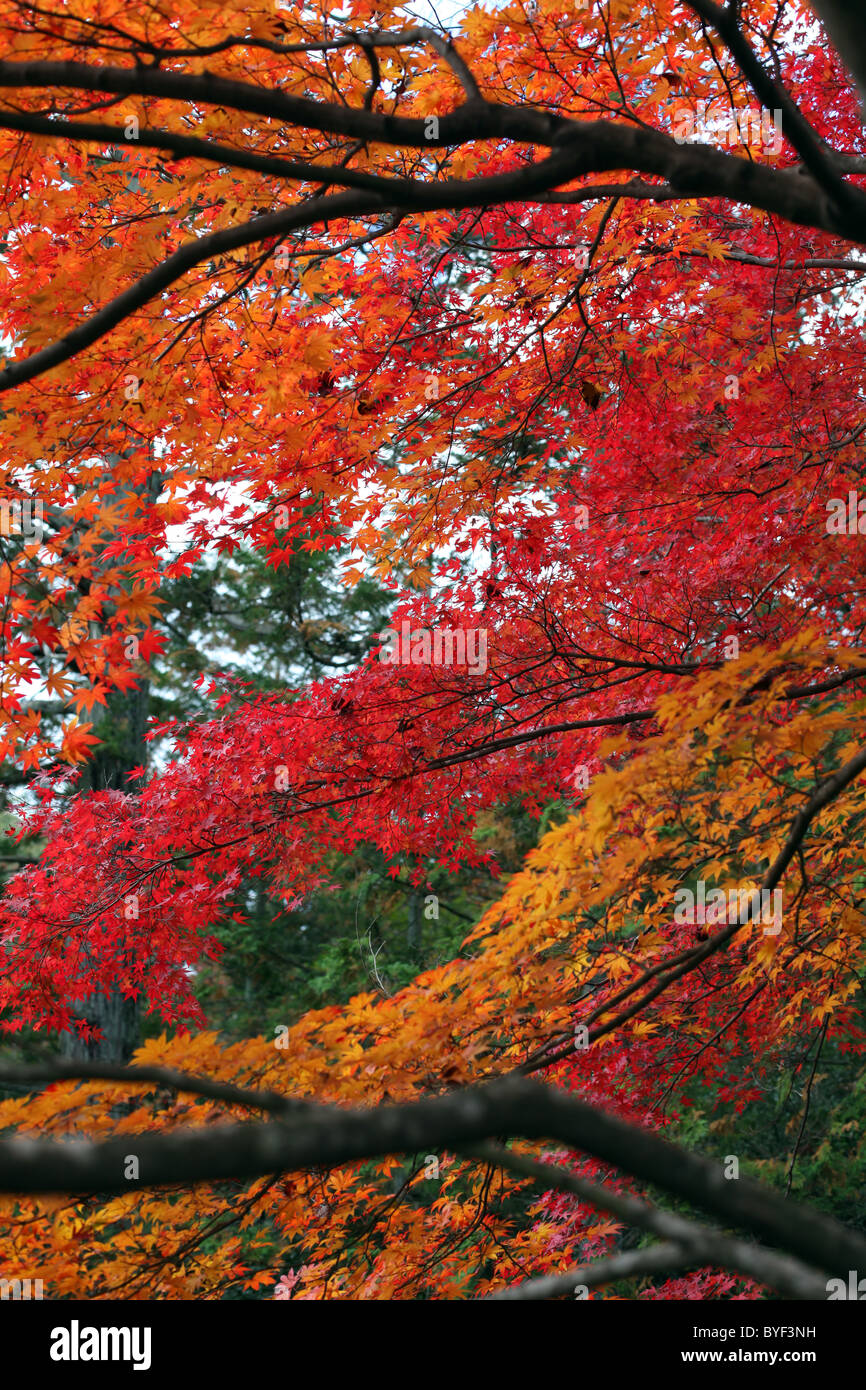 Herbstlaub in verschiedenen Farben, Kyoto, Honshu, Japan. Stockfoto