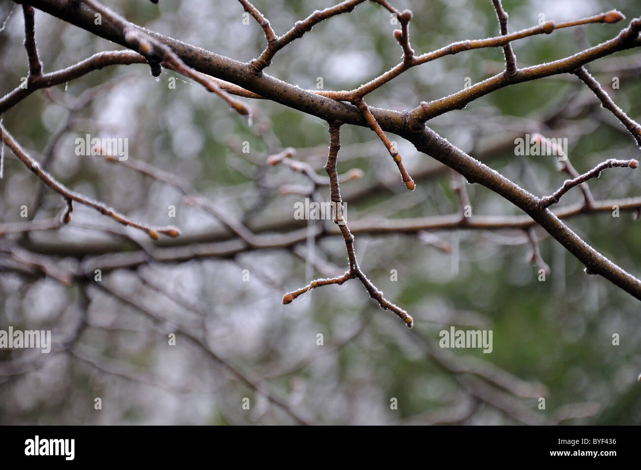 Nebel Nebel Baum England Winterfrost Einfrieren nebligen kalten Nebel Stockfoto