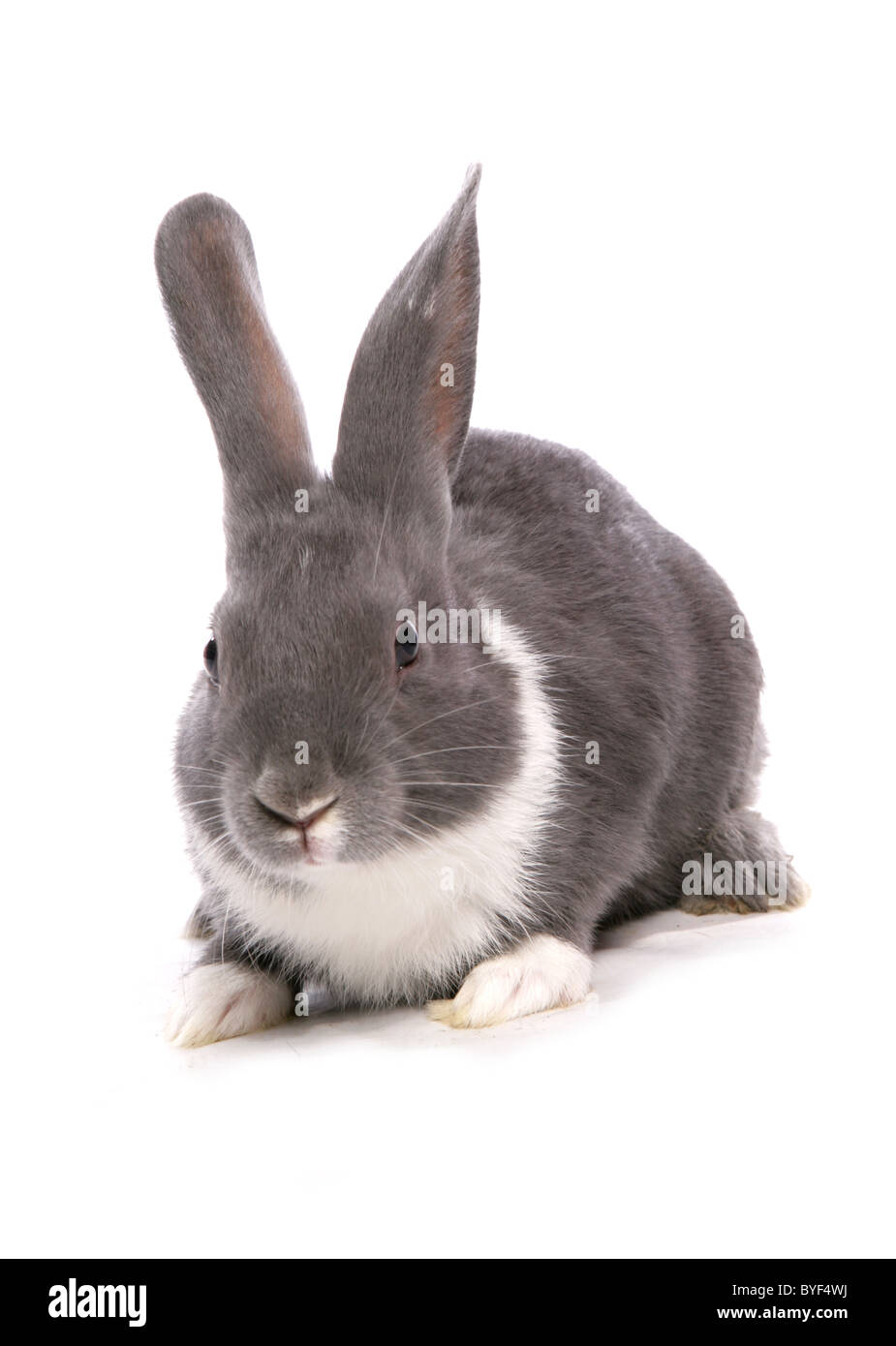 Silber blaue Kaninchen sitzen studio Stockfoto