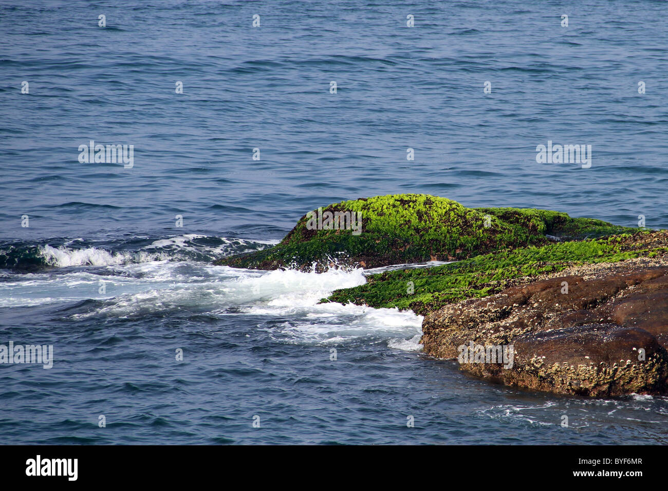 grüne Algen auf Felsen Stockfoto