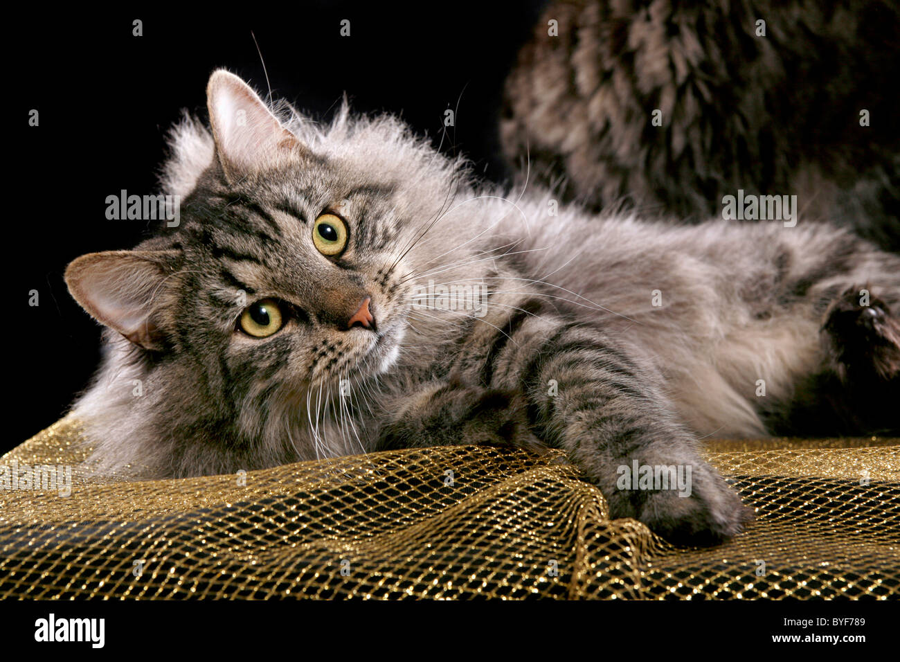 Sibirischer Kater / sibirischer Kater Stockfoto