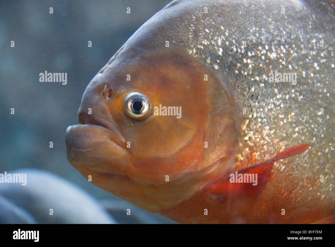 Piranha Fish Aquarium Stockfotos und bilder Kaufen Alamy
