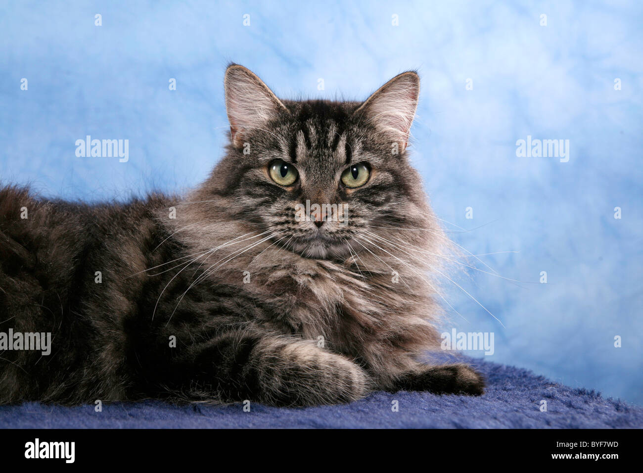 Sibirische Katze / Sibirische Katze Stockfoto