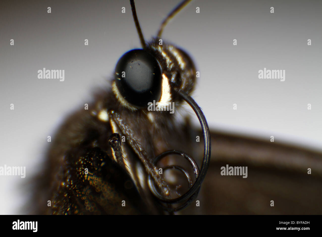 Schmetterling-Mund Stockfoto