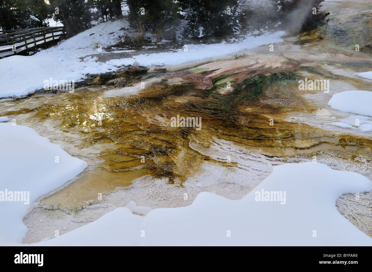 Bunten Algen wachsen in der heißen Quelle. Mammoth Hot Springs, Yellowstone-Nationalpark, Wyoming, USA. Stockfoto