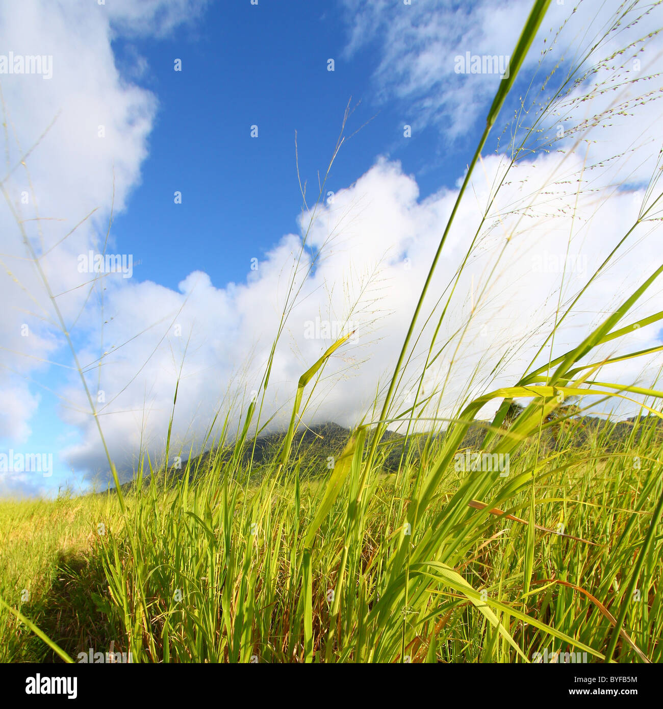 Felder von St. Kitts Stockfoto