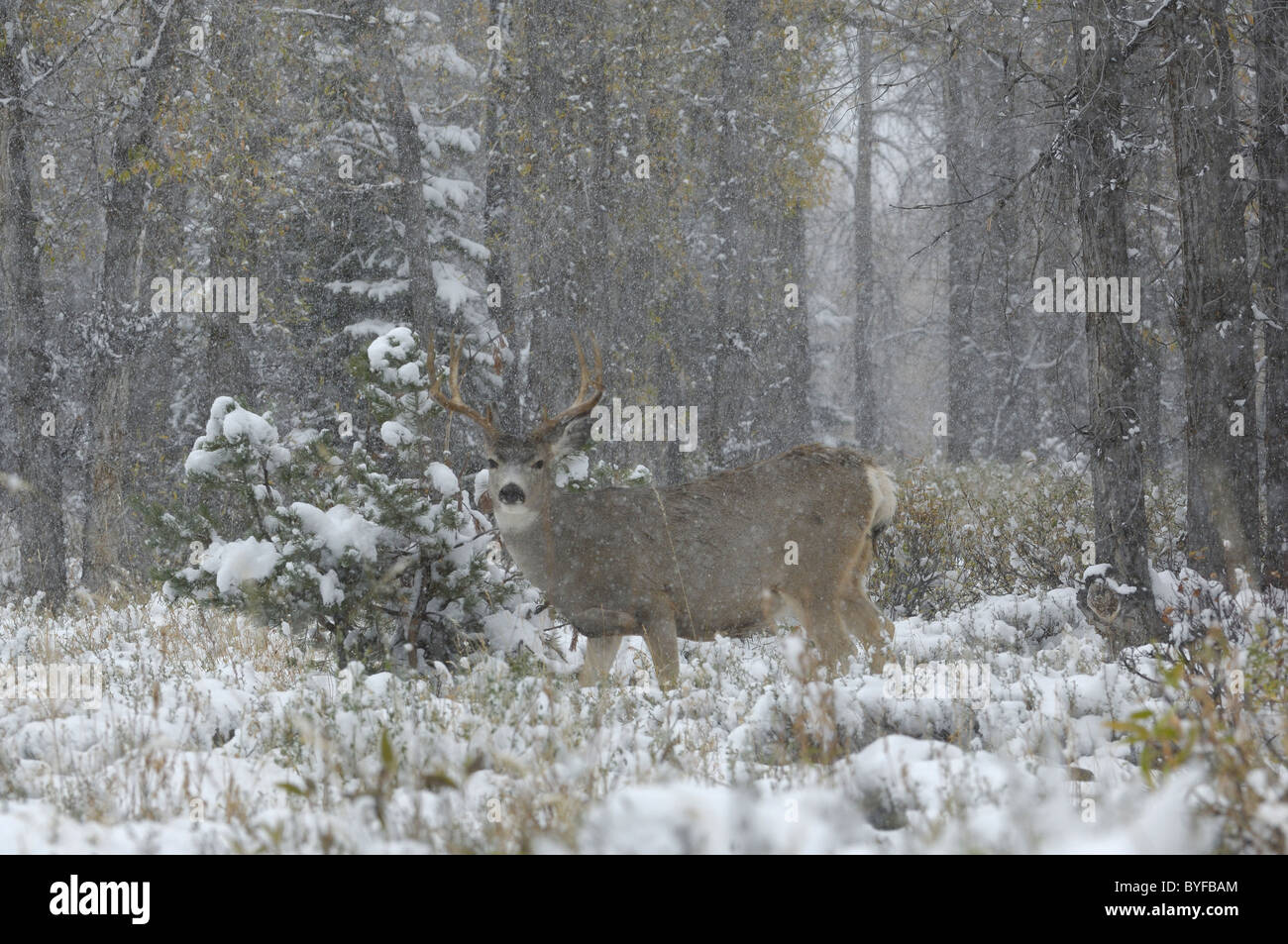 Mule Deer Buck im winterlichen Wald. Stockfoto