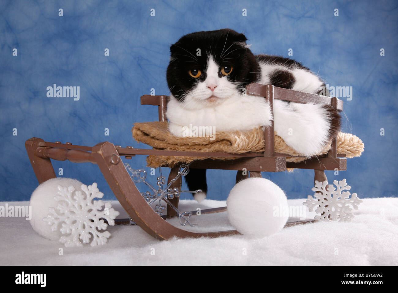 Schottisch-Faltohrkatze / Scottish Fold Stockfoto