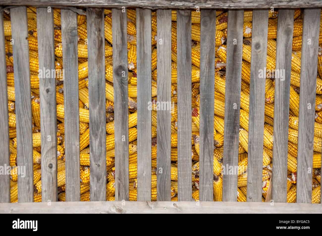 Mais, Mais (Zea Mays). Maiskolben in einem trocknen Schuppen. Stockfoto