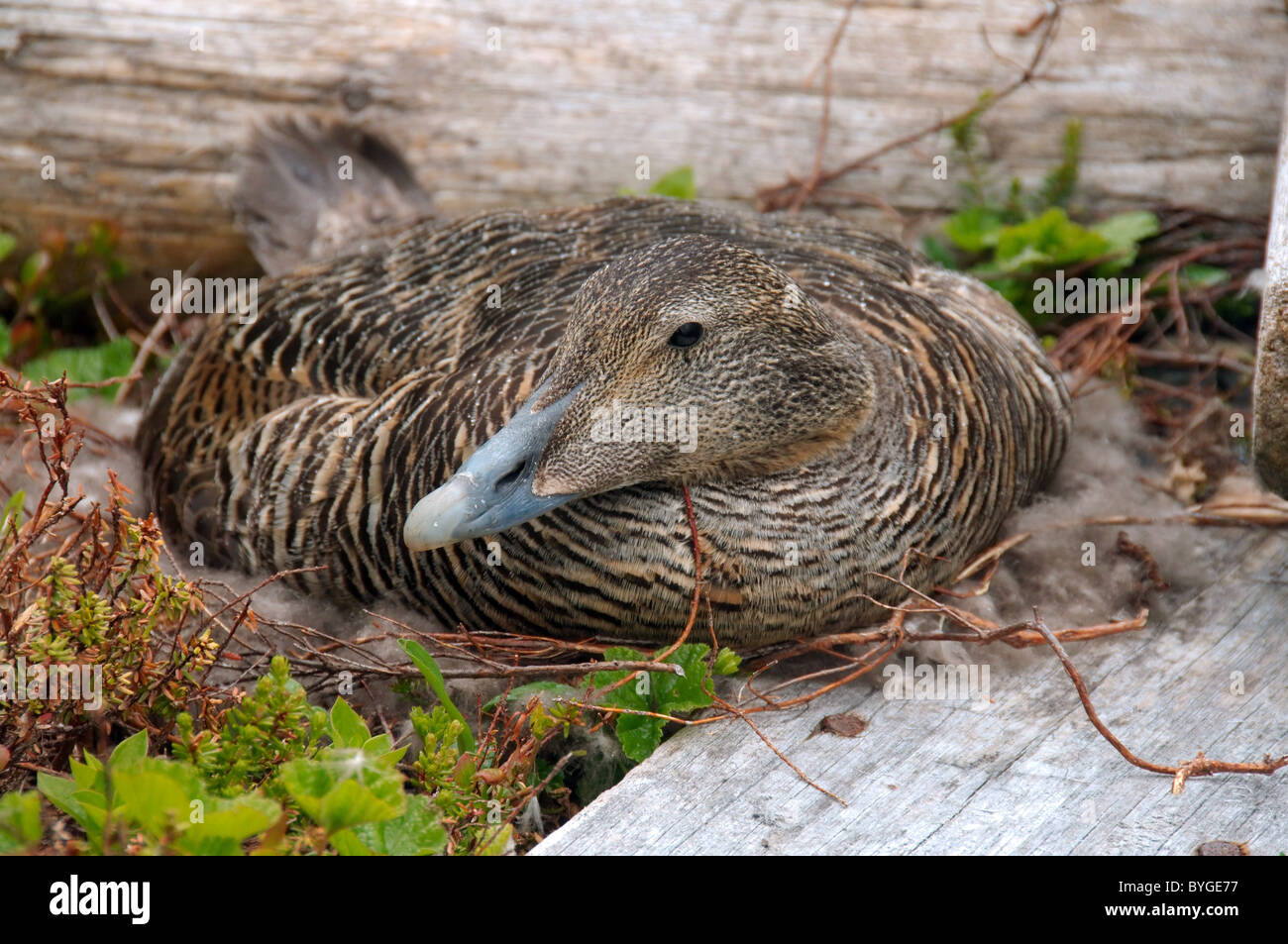 Gemeinsamen Eider, amerikanische Eider, große Meer Ente, schwarzen und weißen Blässhuhn oder Eiderente (Somateria Mollissima) Arktis, Russland Stockfoto