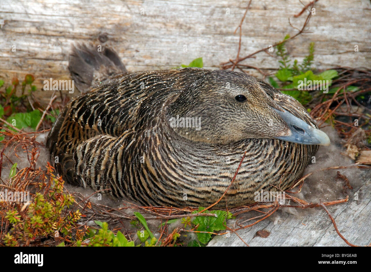 Gemeinsamen Eider, amerikanische Eider, große Meer Ente, schwarzen und weißen Blässhuhn oder Eiderente (Somateria Mollissima) Arktis, Russland Stockfoto