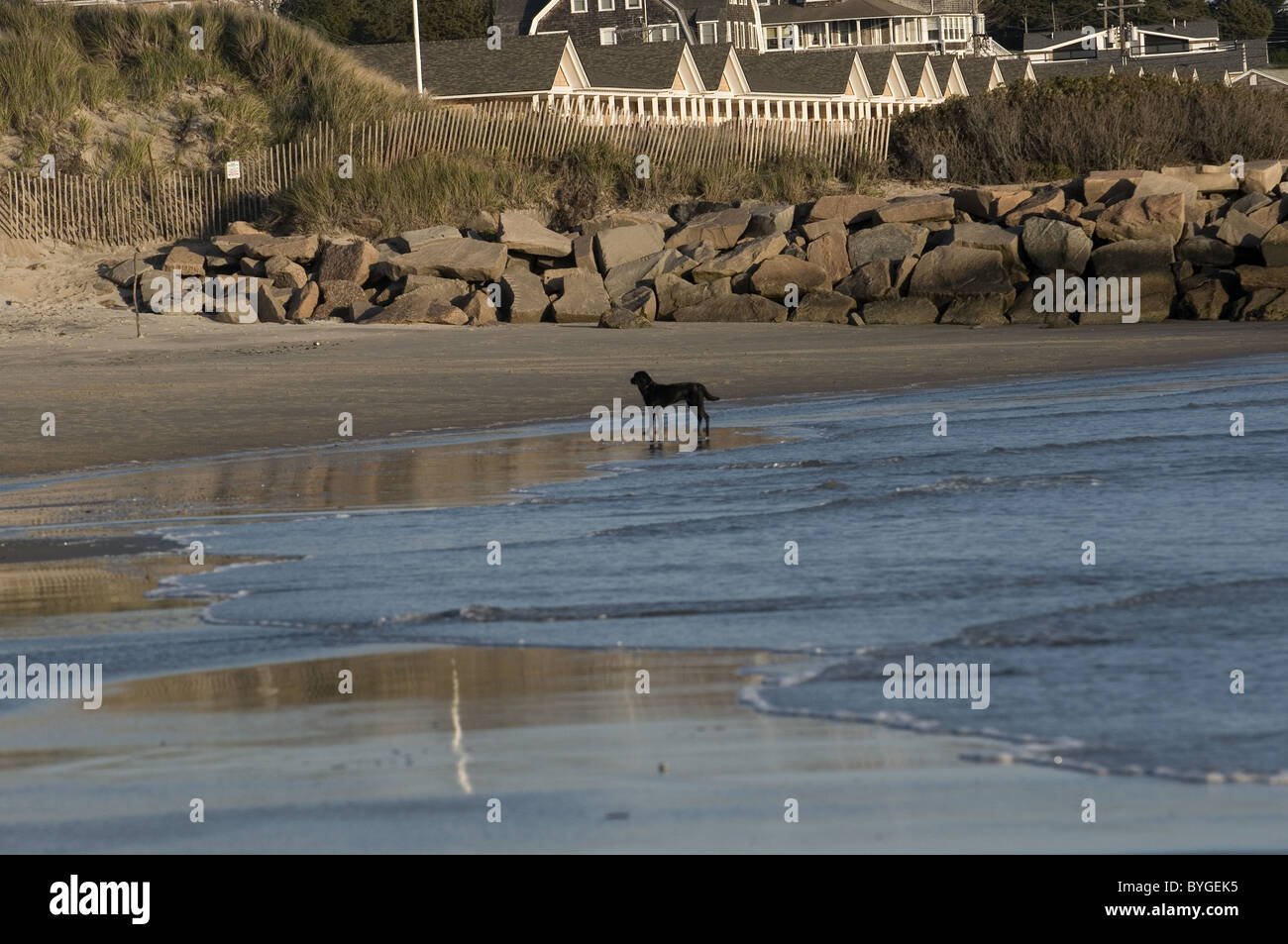 -Stationen Hund stehendes Wasser am Strand von Napatree Point in Rhode Island Stockfoto