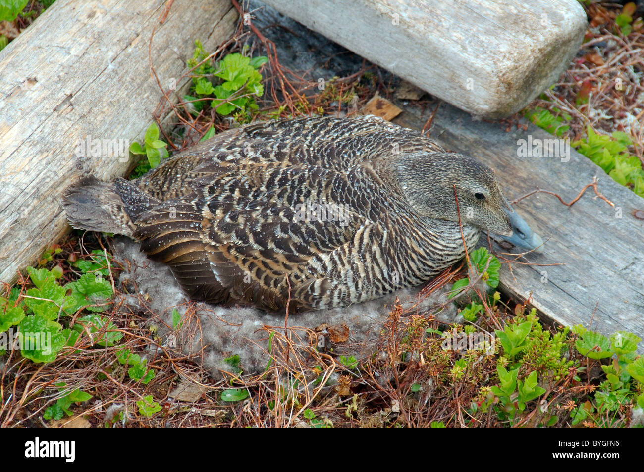 Gemeinsamen Eider, amerikanische Eider, große Meer Ente, schwarzen und weißen Blässhuhn oder Eiderente (Somateria Mollissima) Arktis, Russland Stockfoto
