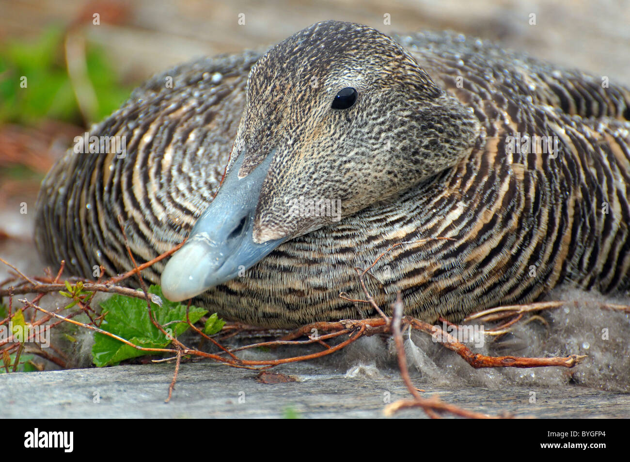 Gemeinsamen Eider, amerikanische Eider, große Meer Ente, schwarzen und weißen Blässhuhn oder Eiderente (Somateria Mollissima) Arktis, Russland Stockfoto
