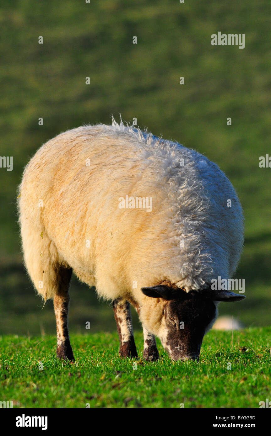 Schafe weiden auf dem Rasen Stockfoto
