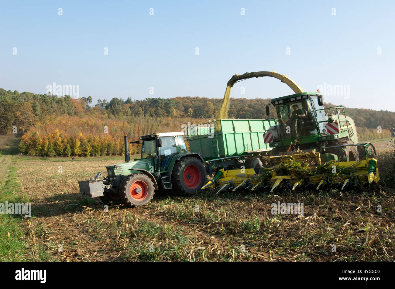 Mais, Mais (Zea Mays). Ernte von Mais. Ein Traktor mit einem Anhänger, die neben einem selbstfahrenden Feldhäcksler ausgeführt. Stockfoto