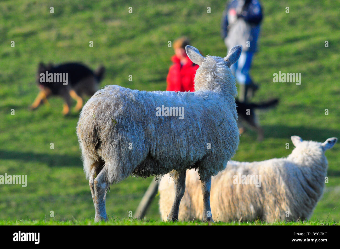 Schwanger Sheep Angst haben durch unverantwortlich dog Walker Stockfoto