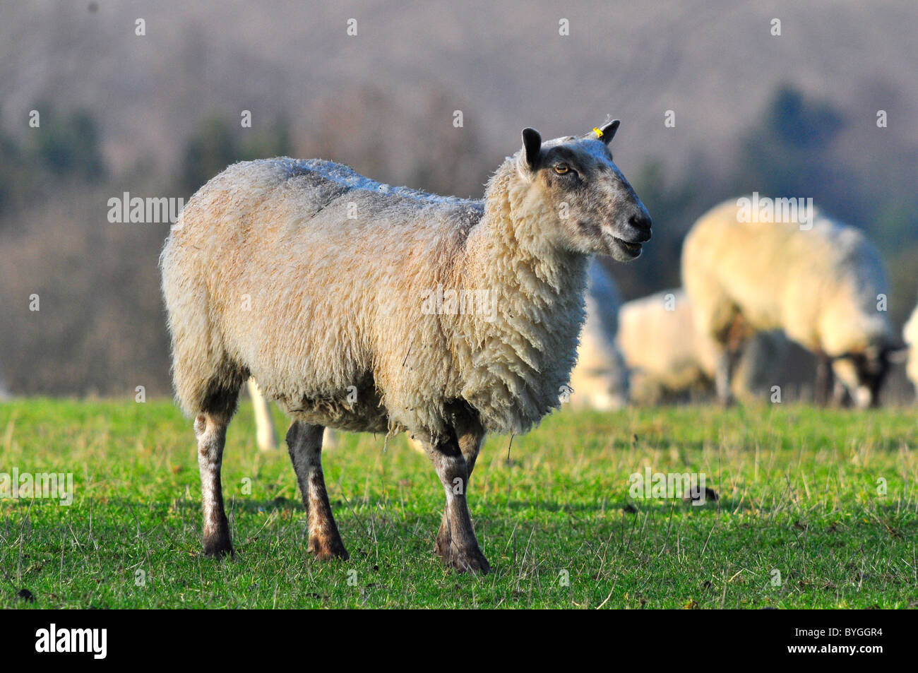 Schwanger Schafe in einem Feld Stockfoto