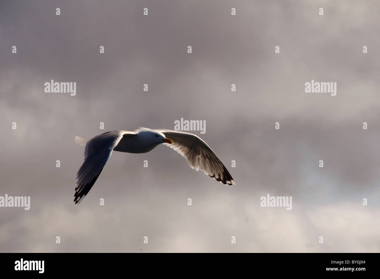 Möwe fliegt gegen den grauen Himmel. Glaucous Möwe (Larus hyperboreus) Barentssee, russischen Arktis Stockfoto