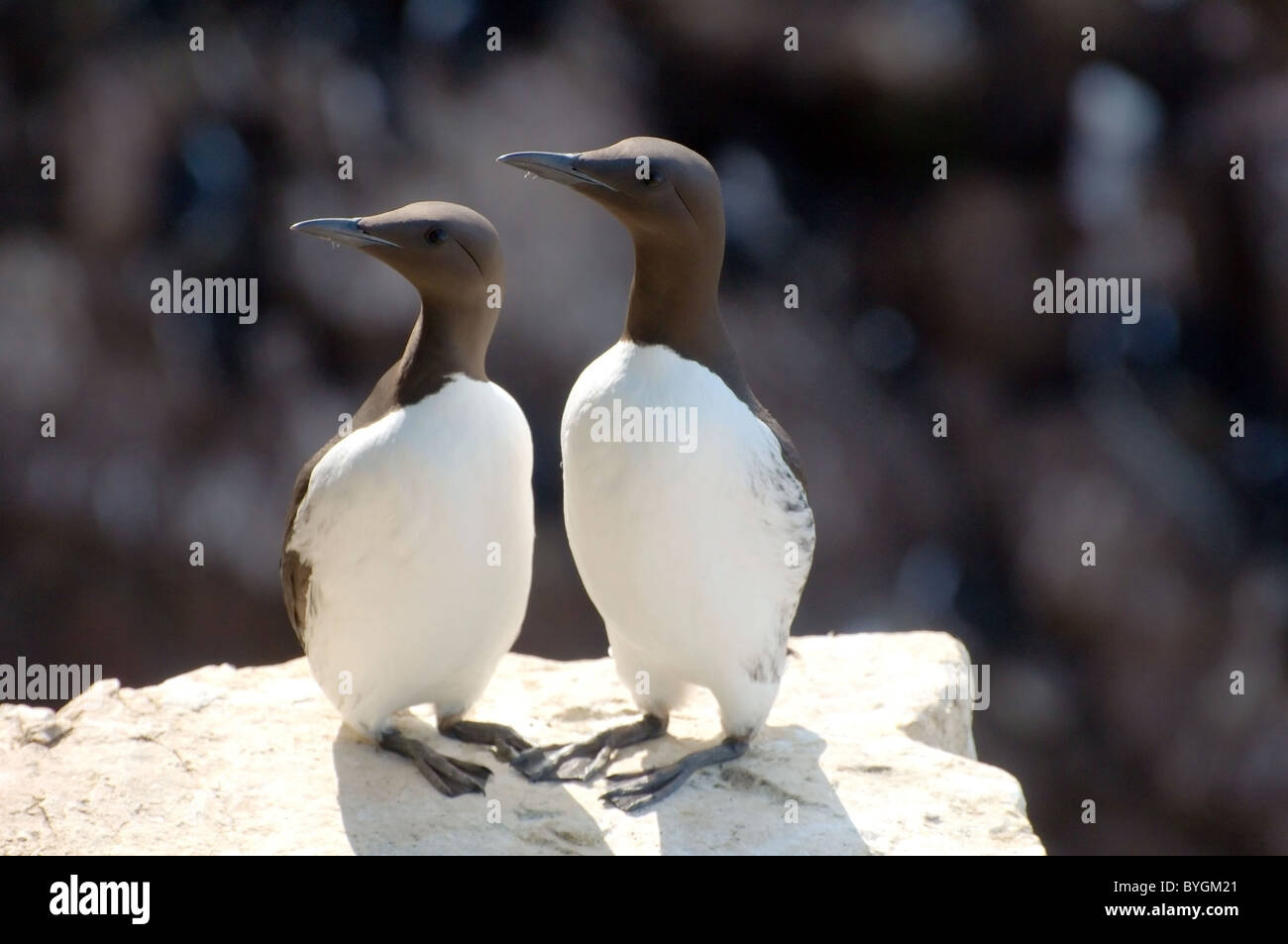 Zwei Trottellummen sitzen auf einem Felsen. Common Murre oder gemeinsamen Trottellummen (Uria aalge, Pontoppidan), Barentssee, Russland, Arktis, Europa Stockfoto