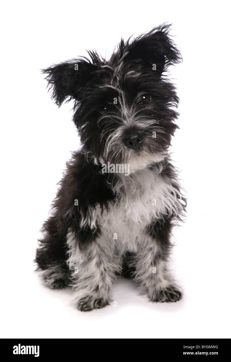 Tibet Terrier Welpen sitzen studio Stockfoto