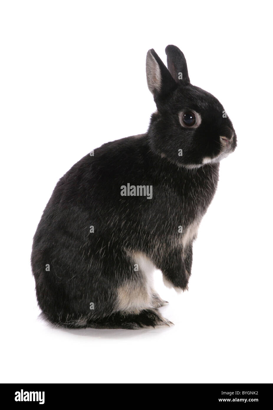 Schwarzes Kaninchen stehend studio Stockfoto