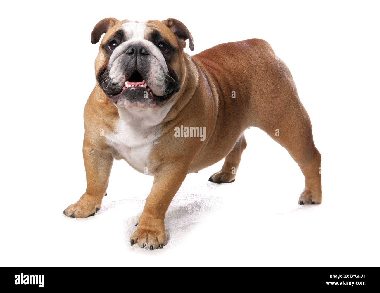 Englische Bulldogge Hund Einzel Erwachsene männliche stehend-Studio Stockfoto