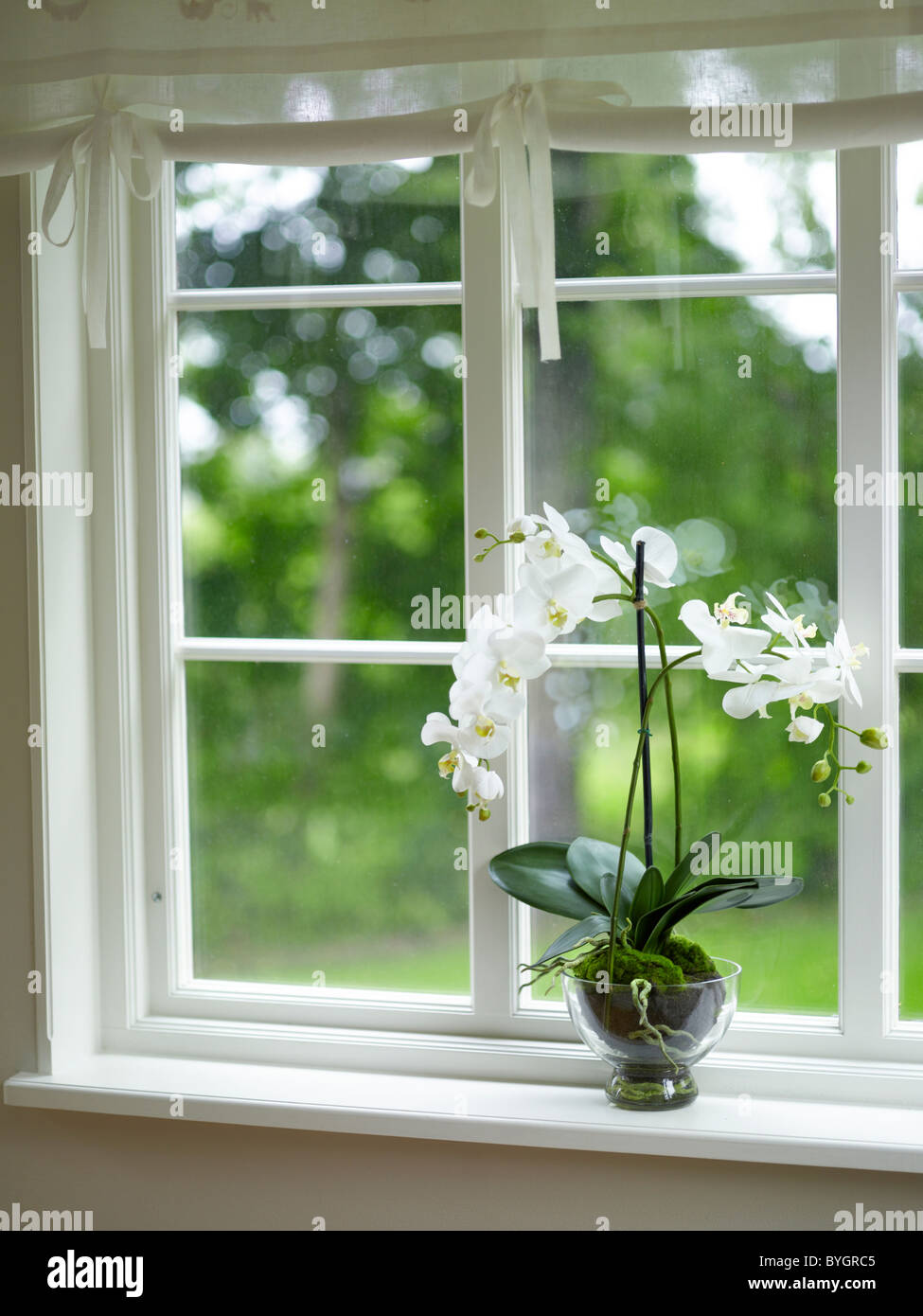 Topf-Blume auf der Fensterbank Stockfotografie - Alamy