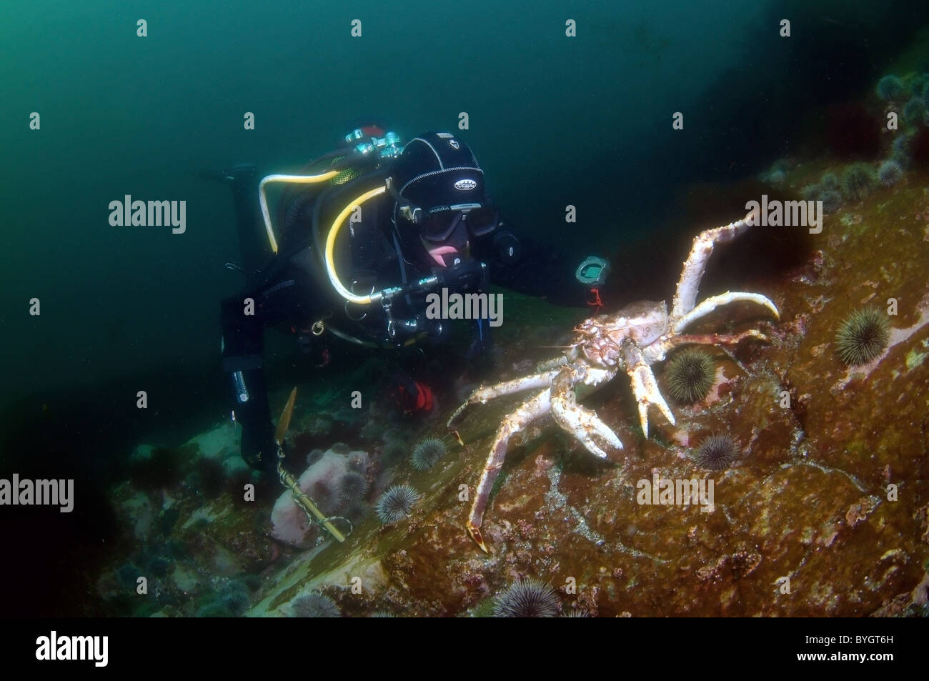 Männliche Scuba diver Blick auf Rot, King Crab (Paralithodes camtschaticus) Stockfoto