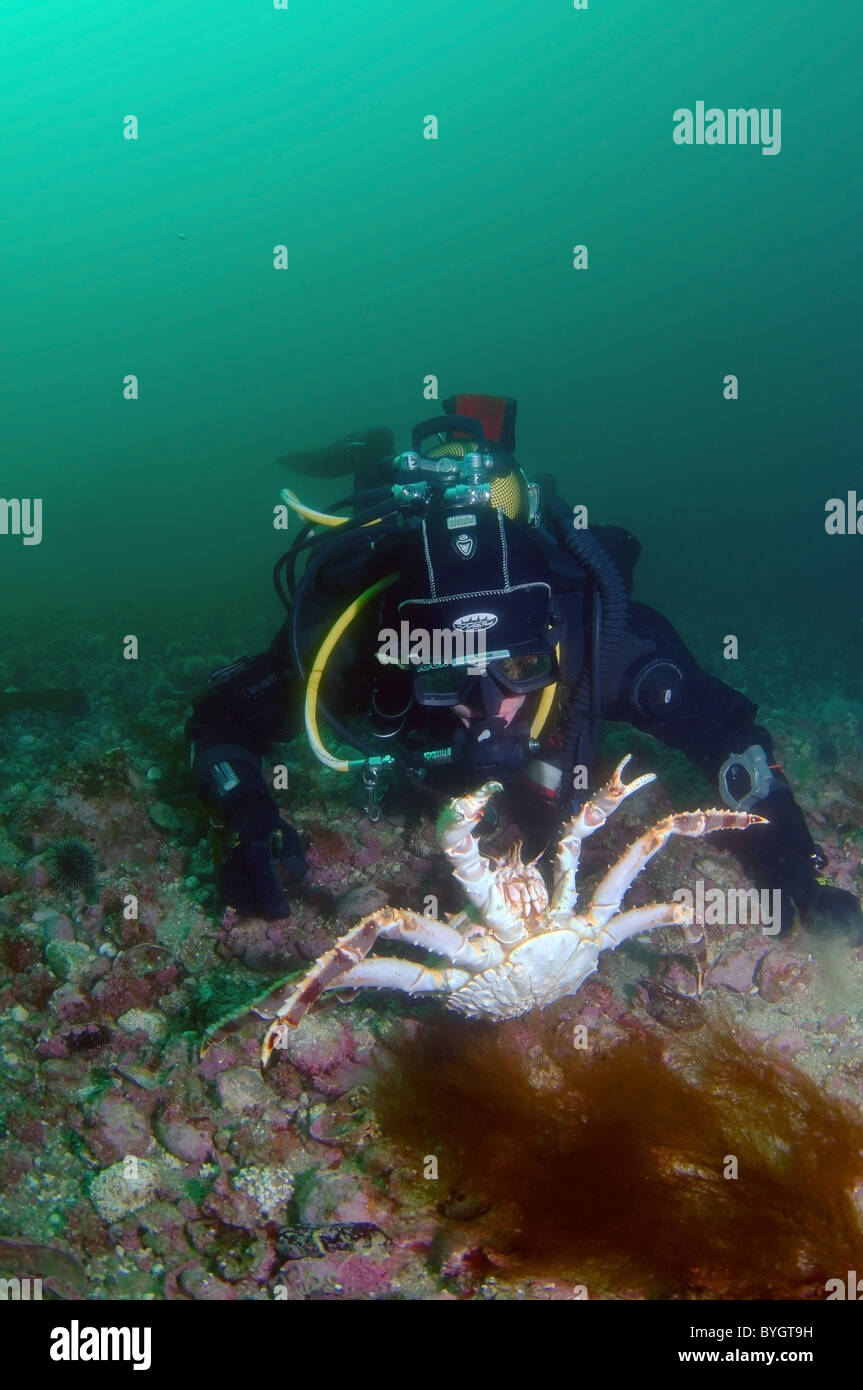 Männliche Scuba diver Fänge Red King Crab (Paralithodes camtschaticus) Stockfoto