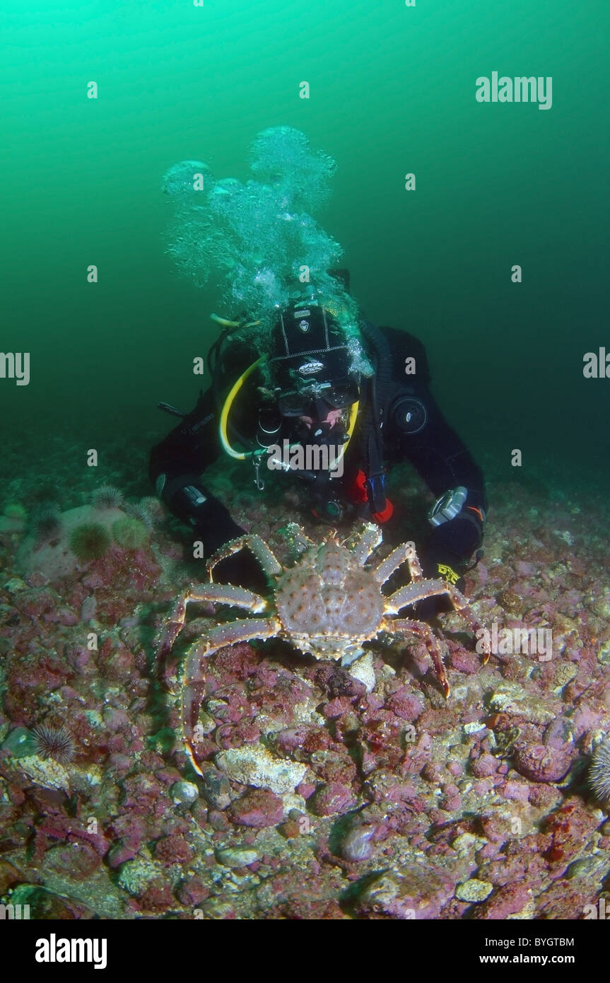 Männliche Scuba diver Blick auf Rot, King Crab (Paralithodes camtschaticus) Stockfoto