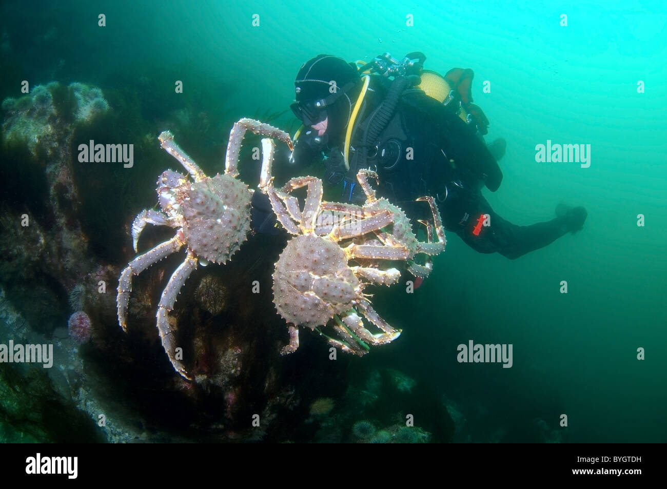 Männliche Scuba diver Fänge Red King Crab (Paralithodes camtschaticus) Stockfoto