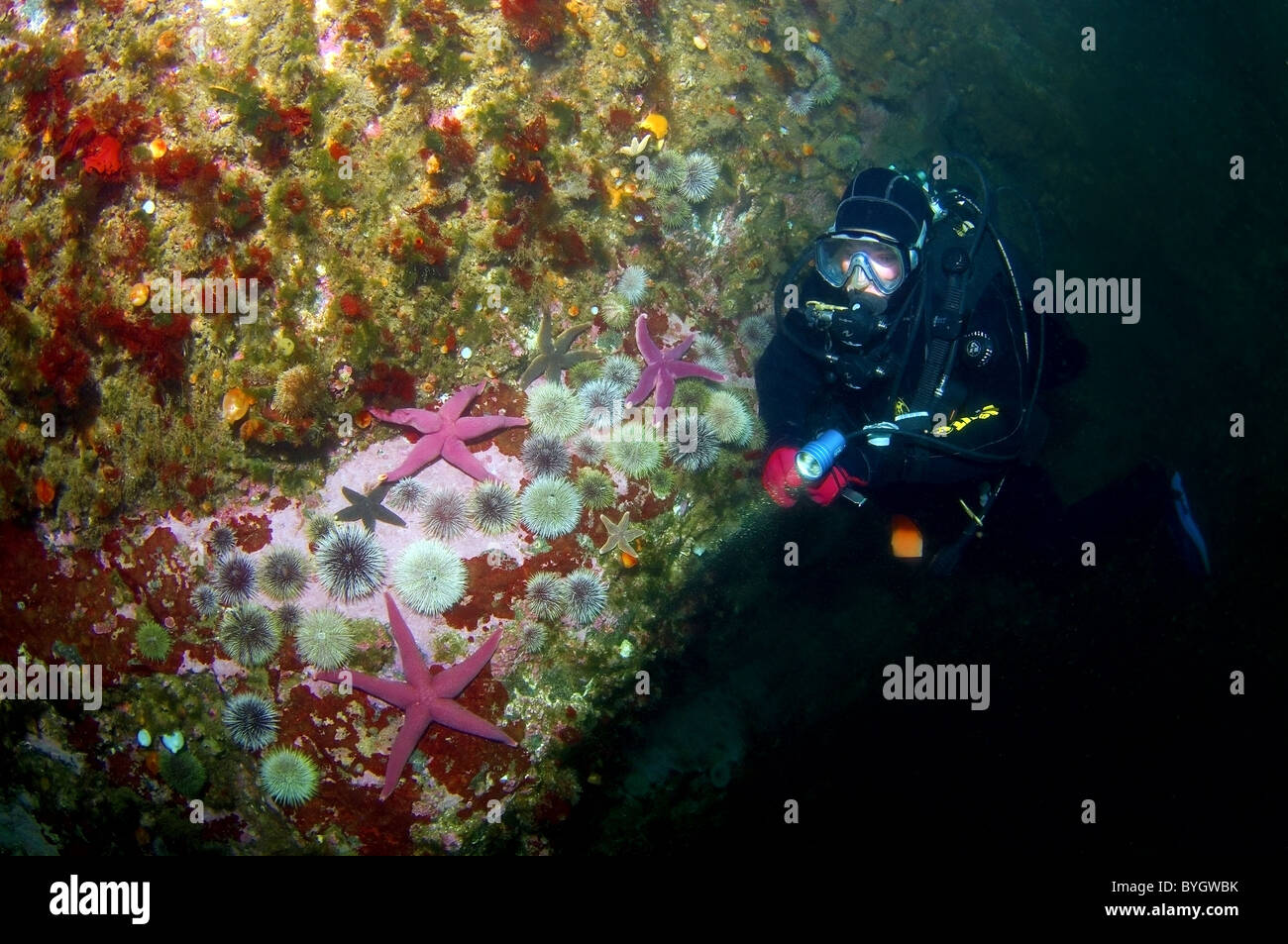 Weibliche Scuba diver Blick auf auf die Gruppe der Seeigel und seastars auf Rock Gesims Stockfoto