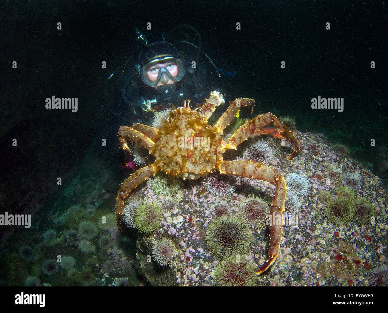 Weibliche Scuba diver Blick auf auf Big Red King Crab (Paralithodes camtschaticus) Stockfoto