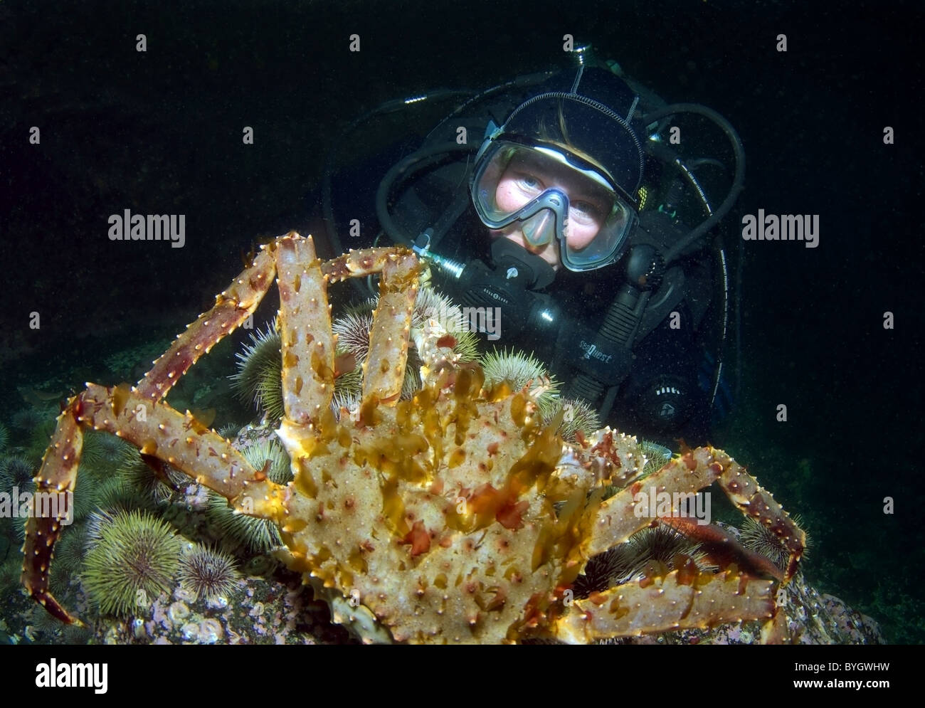 Weibliche Scuba diver Blick auf auf Big Red King Crab (Paralithodes camtschaticus) Stockfoto