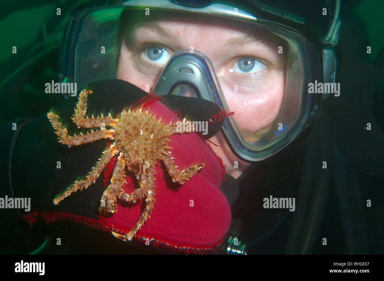 Baby Red King Crab (Paralithodes camtschaticus) Krabbe sitzt auf einem weiblichen Scuba diver Hand sitzt auf dem Handschuh eines weiblichen Scuba diver Stockfoto