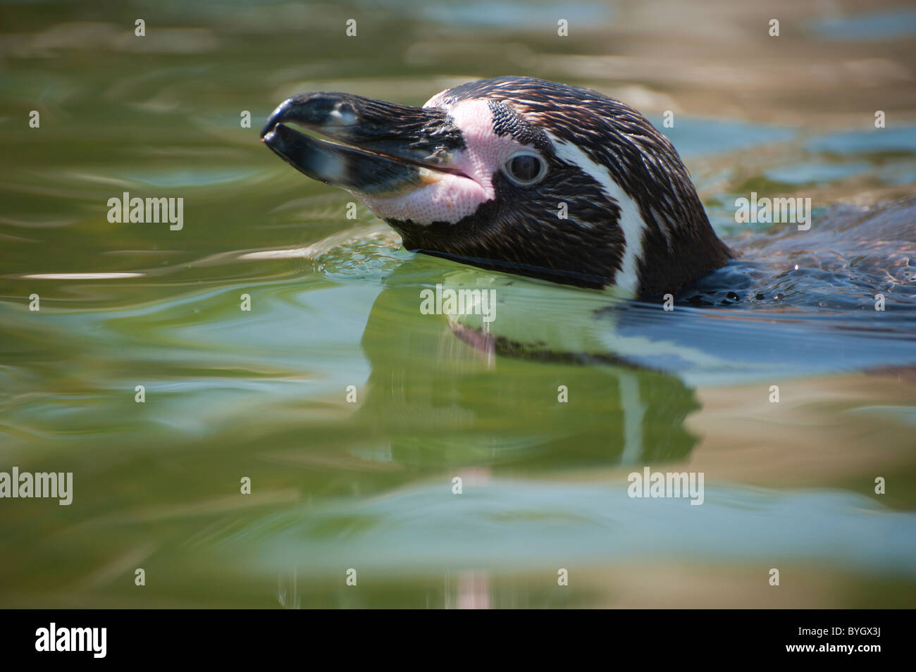 Nahaufnahme von einem niedlichen Pinguin schwimmen Stockfoto