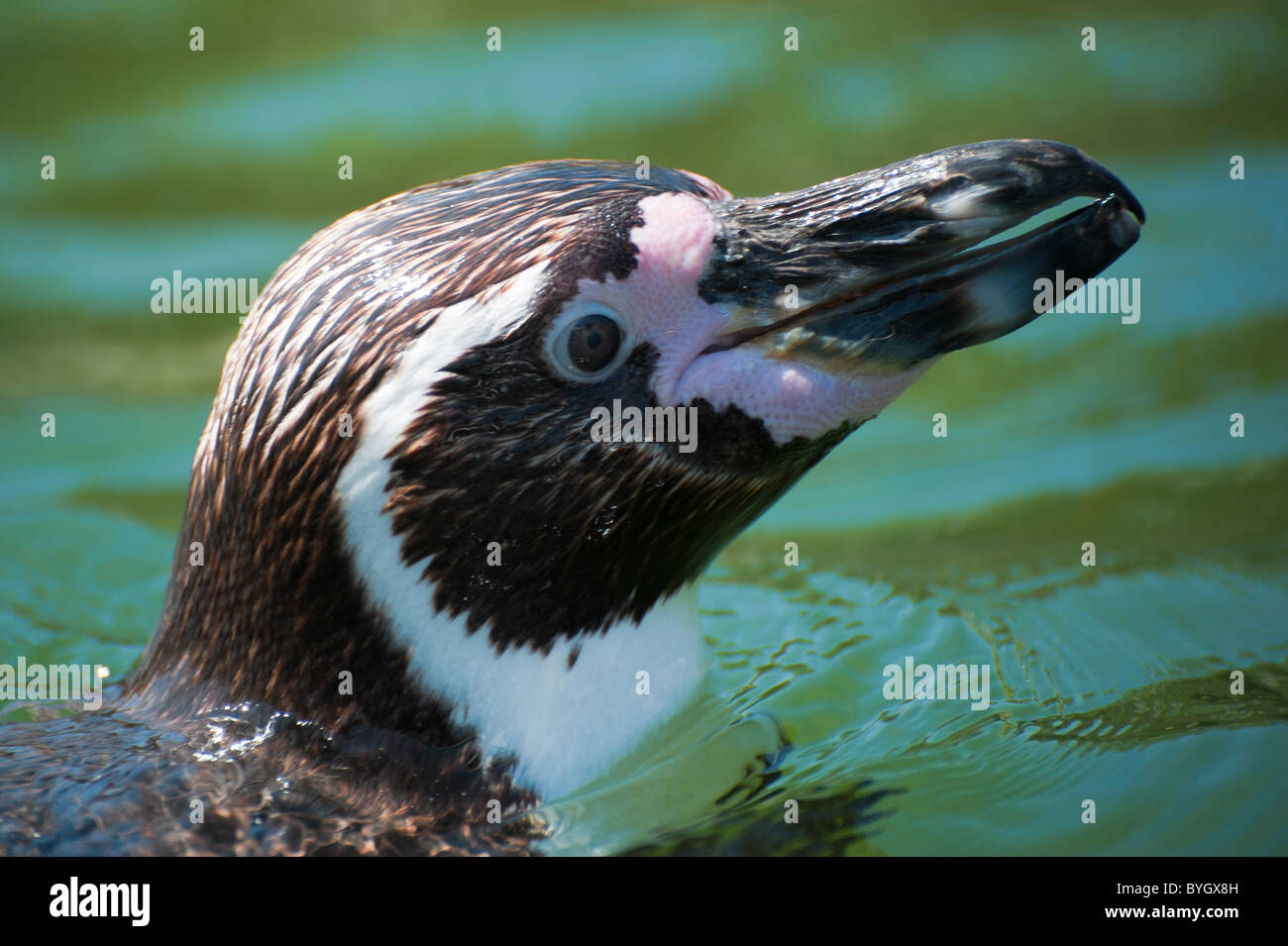 Nahaufnahme von einem niedlichen Pinguin schwimmen Stockfoto