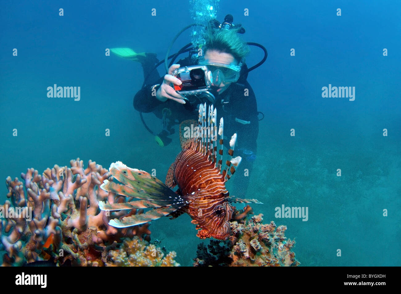 Weibliche Scuba diver Triebe rot Rotfeuerfische (Pterois volitans) Stockfoto