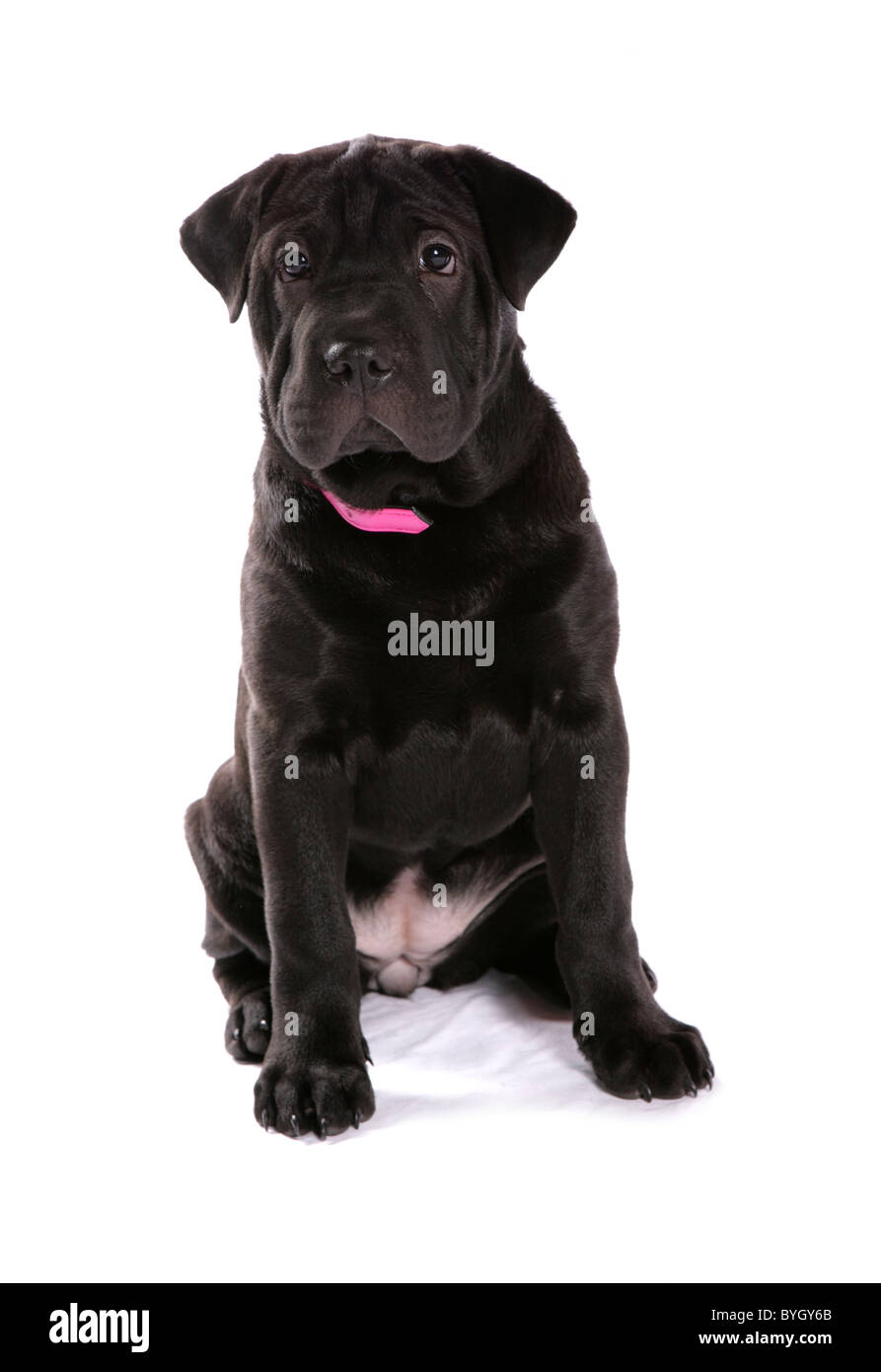Shar Pei Welpen junge weibliche Sitzung studio Stockfoto