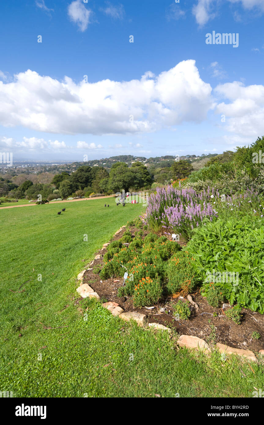 Kirstenbosch Botanical Gardens Kapstadt Südafrika Stockfoto