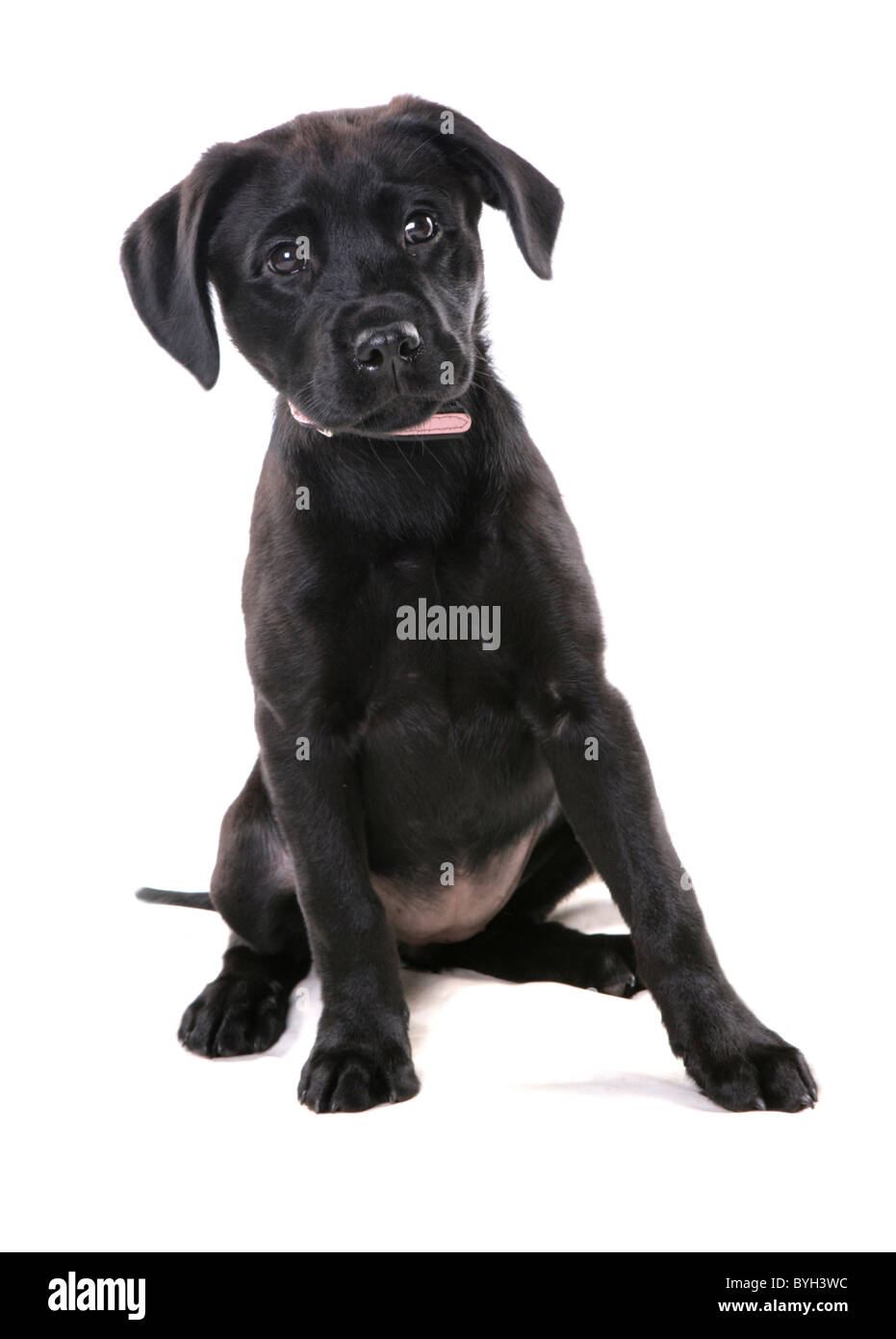 Schwarze Labrador Welpen einzigen jungen weiblichen sitzen studio Stockfoto