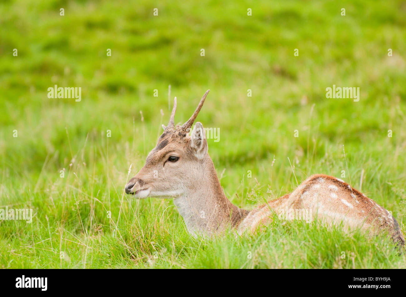 junge männliche Damhirsche (Dama Dama) in lokalen Deer park Stockfoto
