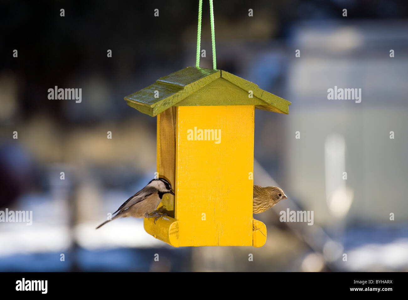Eine Meise und einem Haus Finca feed von einem gelben Vogel-Feeder an einem Wintertag Stockfoto
