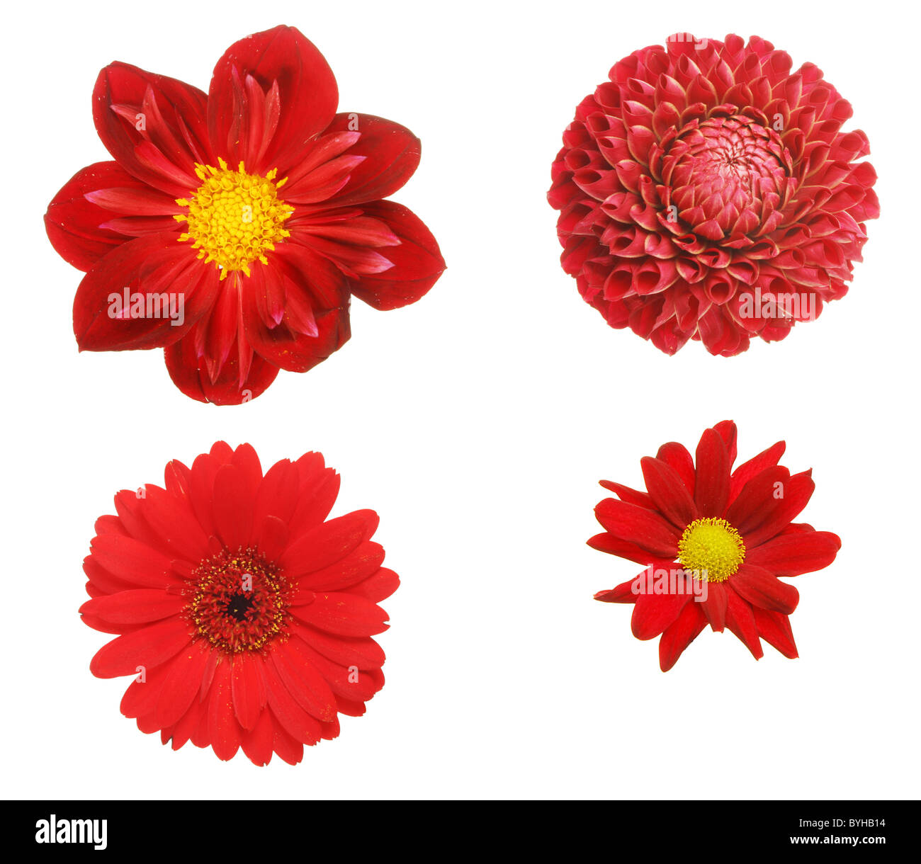 Auswahl von vier roten Blumen, isoliert auf weiss Stockfoto