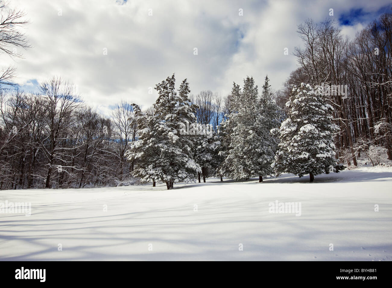 Schnee bedeckt Kiefer Bäume, hohlen Jockey National Historical Park in Morristown, New Jersey Stockfoto
